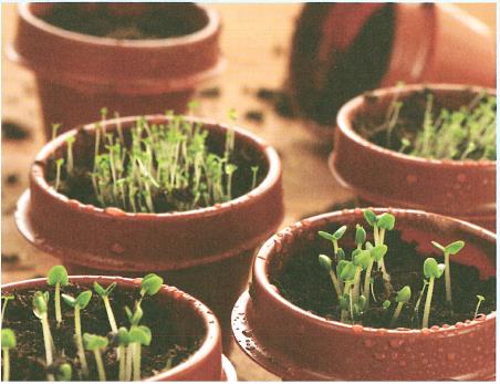 (בספר איור של נוגה ושביט משוחחים)